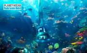   Planet Ocean Underwater Hotel       ,   