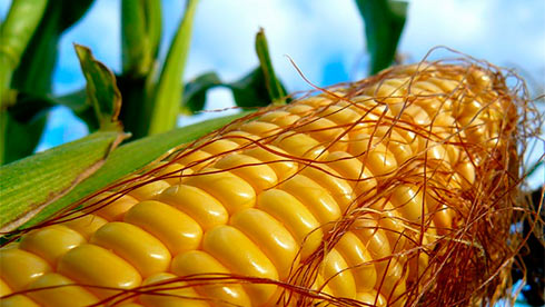 Украина экспортировала на внешние рынки около 20 млн тонн кукурузы, - МинАП
