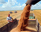 Почему Украина сократила экспорт зерновых