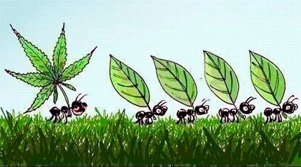 Муравей и марихуана маленькие растения конопли