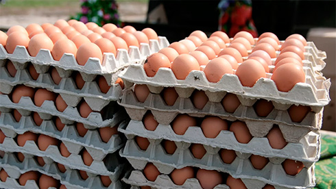 За 9 місяців виробництво яєць зменшилось на 20%, - «Союз птахівників»